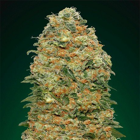 White Widow